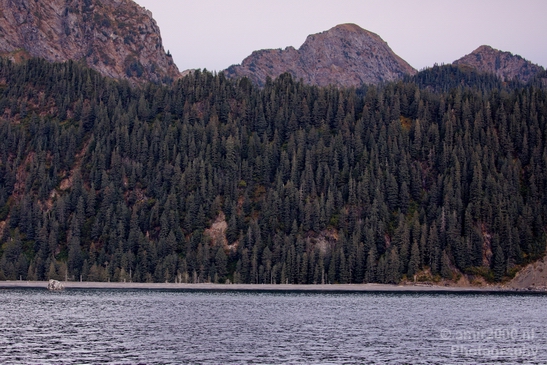 Kenai_Peninsula_Alaska_nature_from_the_boat_Photography_Usa_002_Canon_EOS_5D_Mark_IV.JPG