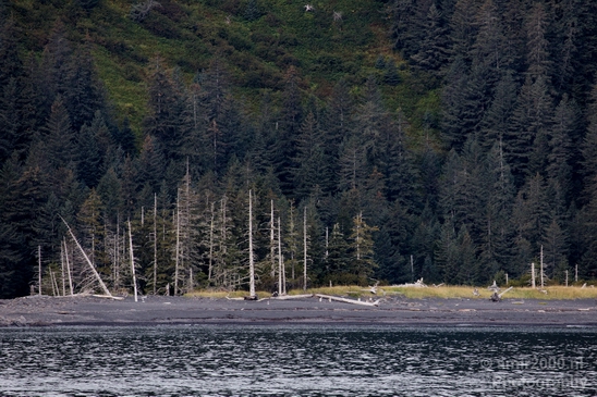 Kenai_Peninsula_Alaska_nature_from_the_boat_Photography_Usa_003_Canon_EOS_5D_Mark_IV.JPG