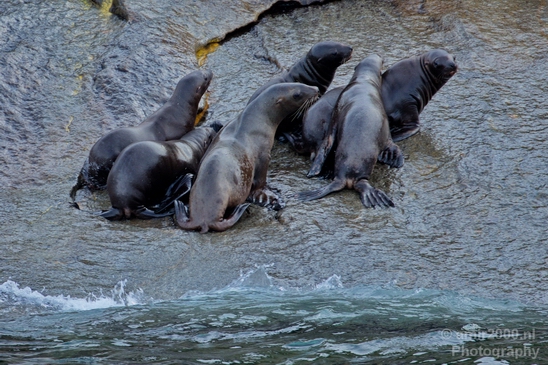 Kenai_Peninsula_Alaska_nature_from_the_boat_Usa_Photography_060_Canon_EOS_5D_Mark_IV.JPG