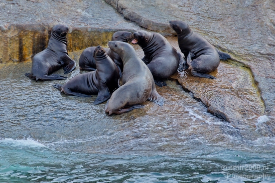 Kenai_Peninsula_Alaska_nature_from_the_boat_Usa_Photography_061_Canon_EOS_5D_Mark_IV.JPG