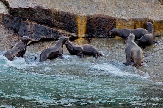 Kenai_Peninsula_Alaska_nature_from_the_boat_Usa_Photography_064_Canon_EOS_5D_Mark_IV.JPG
