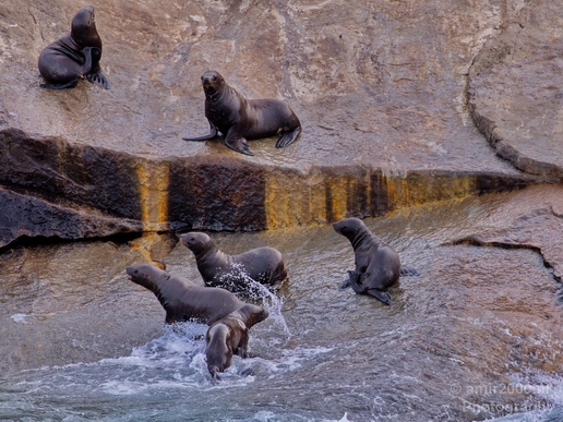 Kenai_Peninsula_Alaska_nature_from_the_boat_Usa_Photography_068_Canon_EOS_5D_Mark_IV.JPG