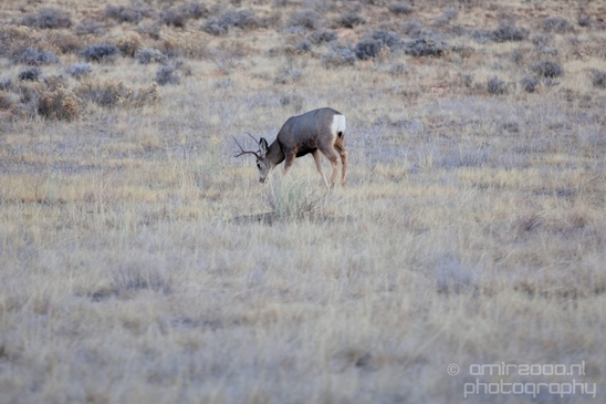 Landscape_nature_Utah_Idaho_Nevada_Arizona_USA_autumn_scenery_Photography_107_Canon_EOS_5D_Mark_IV.JPG