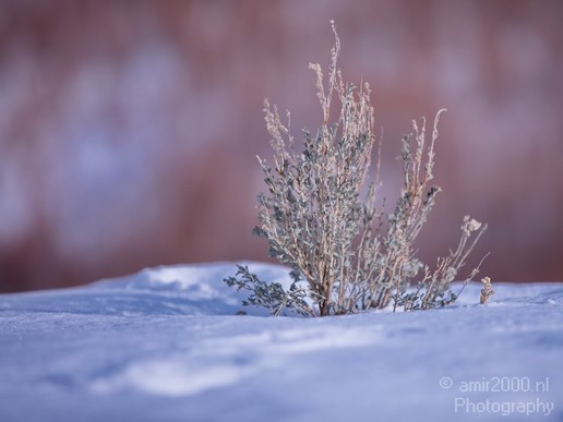 Landscape_nature_Utah_Idaho_Nevada_USA_winter_scenery_Photography_039_Canon_EOS_5D_Mark_IV.JPG