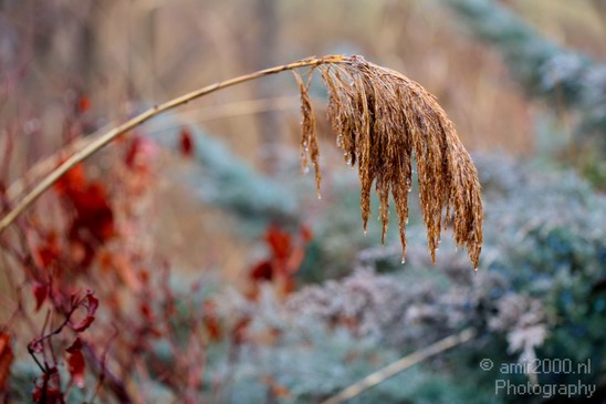 Landscape_nature_Utah_Idaho_Nevada_USA_winter_scenery_Photography_105_Canon_EOS_5D_Mark_IV.JPG