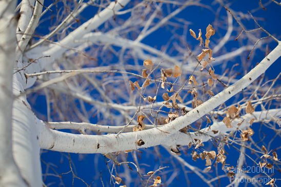 Landscape_nature_Utah_Idaho_Nevada_USA_winter_scenery_Photography_106_Canon_EOS_5D_Mark_IV.JPG