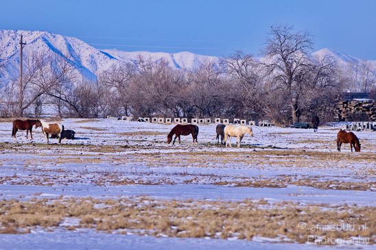 Landscape_nature_Utah_Idaho_Nevada_USA_winter_scenery_Photography_196_Canon_EOS_5D_Mark_IV.JPG