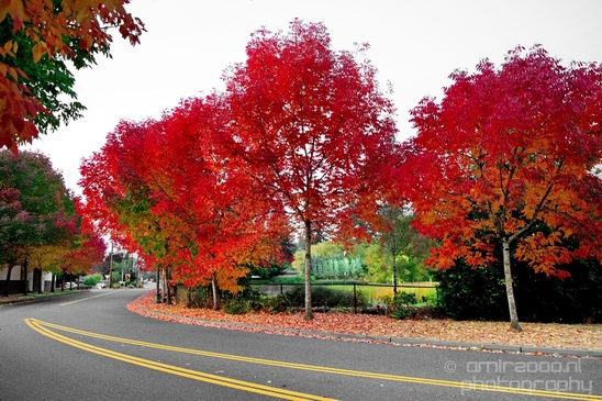 Marysville_Washington_state_nature_landscape_Usa_Photography_004_Canon_EOS_5D_Mark_IV.JPG