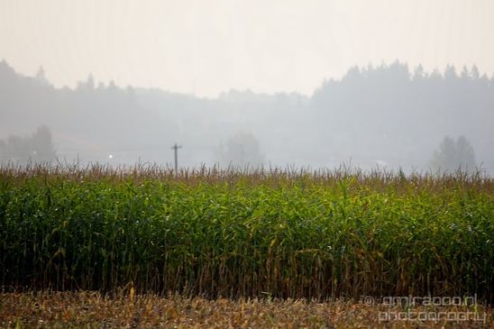 Marysville_Washington_state_nature_landscape_Usa_Photography_008_Canon_EOS_5D_Mark_IV.JPG