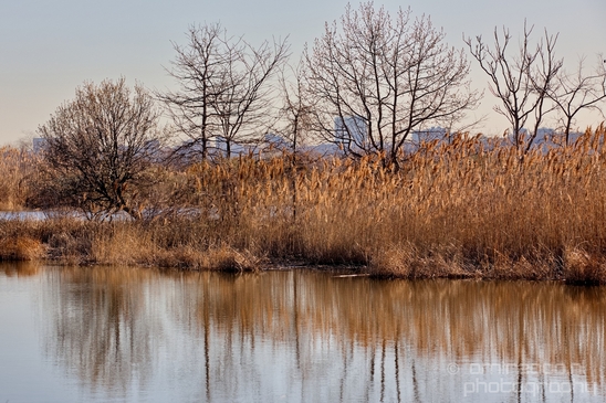Mill_Creek_Marsh_Trail_Secaucus_New_Jersey_USA_city_landscape_Nature_Photography_003_Canon_EOS_5D_Mark_IV.JPG