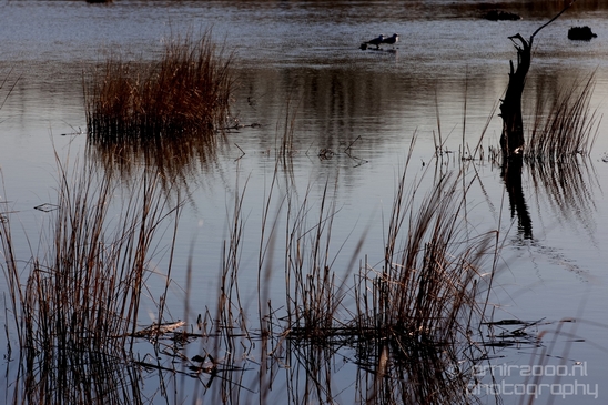 Mill_Creek_Marsh_Trail_Secaucus_New_Jersey_USA_city_landscape_Nature_Photography_011_Canon_EOS_5D_Mark_IV.JPG