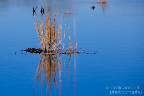 Mill_Creek_Marsh_Trail_Secaucus_New_Jersey_USA_city_landscape_Nature_Photography_012_Canon_EOS_5D_Mark_IV.JPG