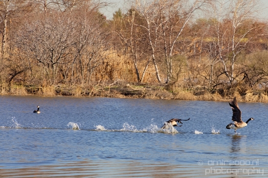 Mill_Creek_Marsh_Trail_Secaucus_New_Jersey_USA_city_landscape_Nature_Photography_015_Canon_EOS_5D_Mark_IV.JPG
