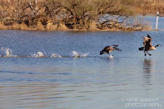 Mill_Creek_Marsh_Trail_Secaucus_New_Jersey_USA_city_landscape_Nature_Photography_016_Canon_EOS_5D_Mark_IV.JPG