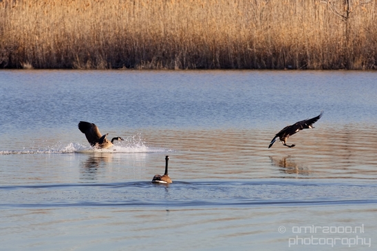 Mill_Creek_Marsh_Trail_Secaucus_New_Jersey_USA_city_landscape_Nature_Photography_017_Canon_EOS_5D_Mark_IV.JPG