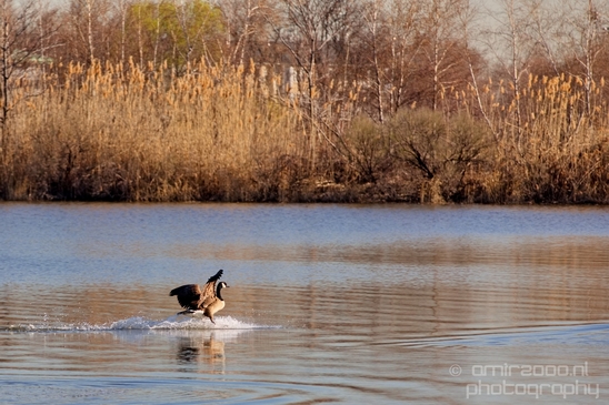 Mill_Creek_Marsh_Trail_Secaucus_New_Jersey_USA_city_landscape_Nature_Photography_019_Canon_EOS_5D_Mark_IV.JPG