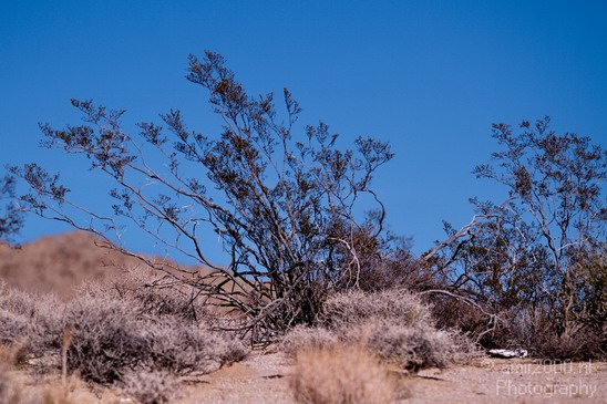 Mojave_National_Preserve_California_USA_Nature_Photography_018_Canon_EOS_7D.JPG