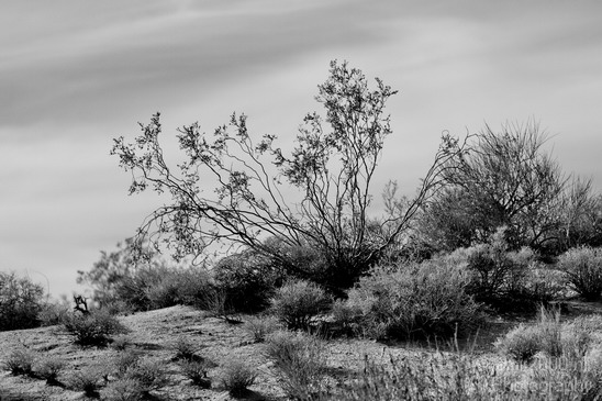 Mojave_National_Preserve_California_USA_Nature_Photography_019_Canon_EOS_7D.JPG