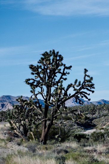 Mojave_National_Preserve_California_USA_Nature_Photography_027_Canon_EOS_7D.JPG