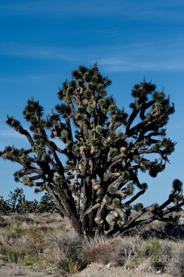 Mojave_National_Preserve_California_USA_Nature_Photography_029_Canon_EOS_7D.JPG