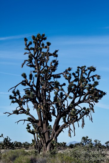 Mojave_National_Preserve_California_USA_Nature_Photography_030_Canon_EOS_7D.JPG