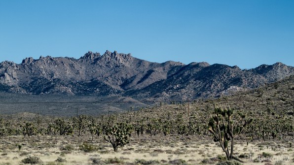 Mojave_National_Preserve_California_USA_Nature_Photography_031_Canon_EOS_7D.JPG