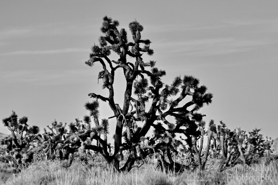 Mojave_National_Preserve_California_USA_Nature_Photography_032_Canon_EOS_7D.JPG