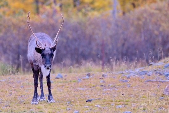 Moose_Alaska_wild_life_nature_Photography_Usa_001_Canon_EOS_5D_Mark_IV.JPG