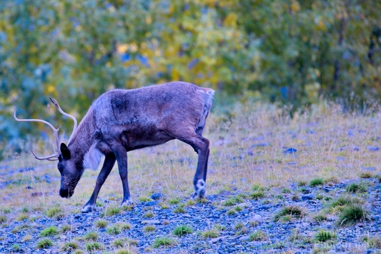 Moose_Alaska_wild_life_nature_Usa_Photography_004_Canon_EOS_5D_Mark_IV.JPG