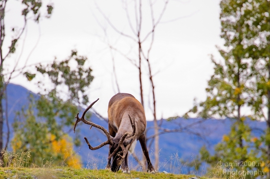 Moose_Alaska_wild_life_nature_Usa_Photography_005_Canon_EOS_5D_Mark_IV.JPG