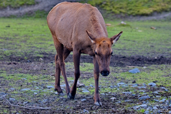 Moose_Alaska_wild_life_nature_Usa_Photography_006_Canon_EOS_5D_Mark_IV.JPG