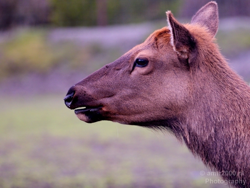 Moose_Alaska_wild_life_nature_Usa_Photography_007_Canon_EOS_5D_Mark_IV.JPG