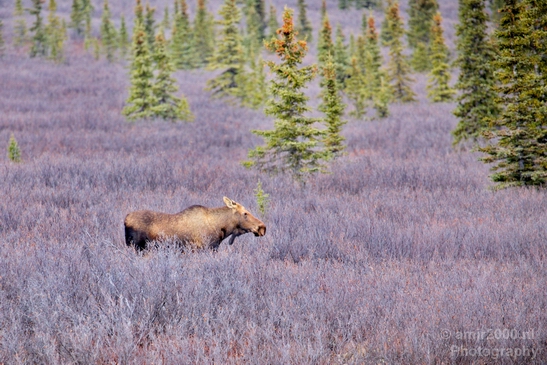 Moose_Denali_National_Park_Alaska_nature_landscape_Photography_Usa_001_Canon_EOS_5D_Mark_IV.JPG