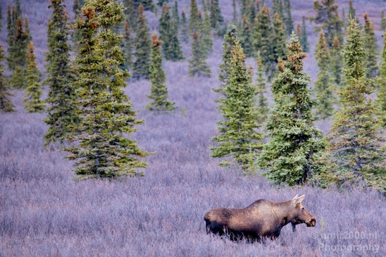 Moose_Denali_National_Park_Alaska_nature_landscape_Usa_Photography_001_Canon_EOS_5D_Mark_IV.JPG