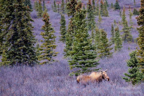 Moose_Denali_National_Park_Alaska_nature_landscape_Usa_Photography_002_Canon_EOS_5D_Mark_IV.JPG