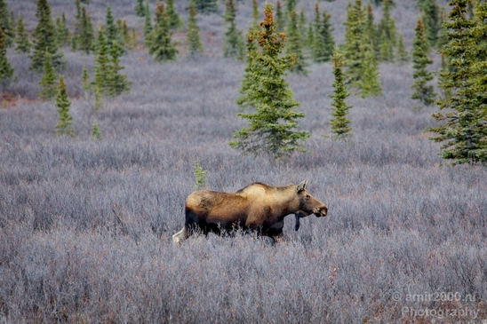 Moose_Denali_National_Park_Alaska_nature_landscape_Usa_Photography_003_Canon_EOS_5D_Mark_IV.JPG