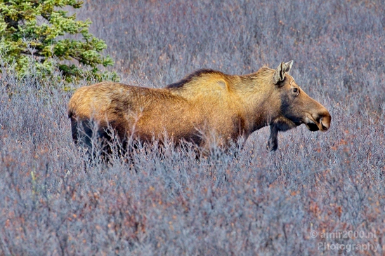 Moose_Denali_National_Park_Alaska_nature_landscape_Usa_Photography_004_Canon_EOS_5D_Mark_IV.JPG