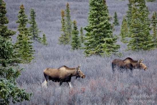 Moose_Denali_National_Park_Alaska_nature_landscape_Usa_Photography_005_Canon_EOS_5D_Mark_IV.JPG