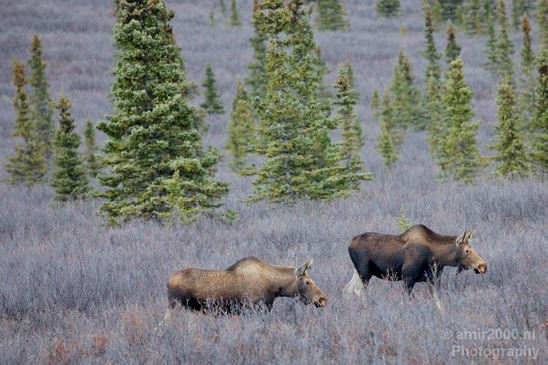 Moose_Denali_National_Park_Alaska_nature_landscape_Usa_Photography_006_Canon_EOS_5D_Mark_IV.JPG