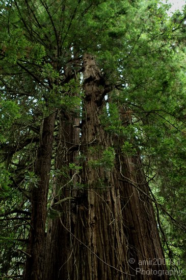 Muir_Woods_usa_Nature_Photography_001_Canon_EOS_7D.JPG