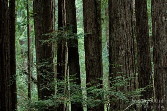 Muir_Woods_usa_Nature_Photography_003_Canon_EOS_7D.JPG