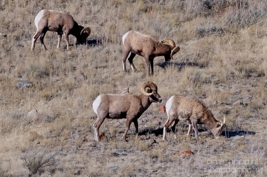 National_Elk_Refuge_Grand_Teton_Wyoming_USA_nature_landscape_Photography_005_Canon_EOS_5D_Mark_IV.JPG