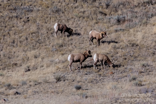 National_Elk_Refuge_Grand_Teton_Wyoming_USA_nature_landscape_Photography_006_Canon_EOS_5D_Mark_IV.JPG