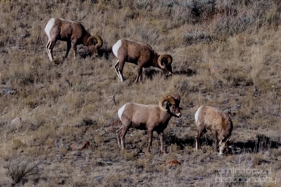 National_Elk_Refuge_Grand_Teton_Wyoming_USA_nature_landscape_Photography_007_Canon_EOS_5D_Mark_IV.JPG