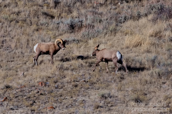 National_Elk_Refuge_Grand_Teton_Wyoming_USA_nature_landscape_Photography_009_Canon_EOS_5D_Mark_IV.JPG
