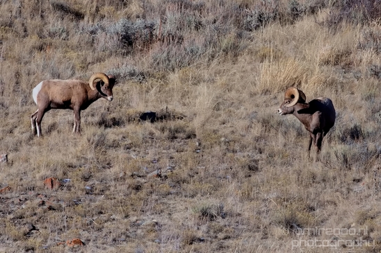 National_Elk_Refuge_Grand_Teton_Wyoming_USA_nature_landscape_Photography_010_Canon_EOS_5D_Mark_IV.JPG