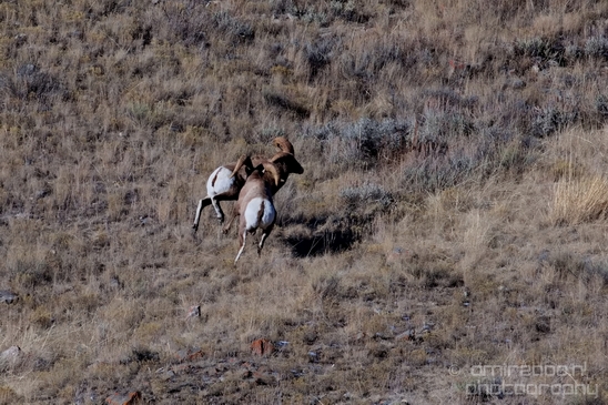 National_Elk_Refuge_Grand_Teton_Wyoming_USA_nature_landscape_Photography_011_Canon_EOS_5D_Mark_IV.JPG