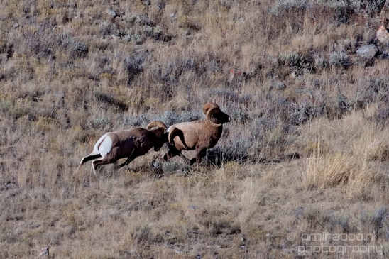 National_Elk_Refuge_Grand_Teton_Wyoming_USA_nature_landscape_Photography_012_Canon_EOS_5D_Mark_IV.JPG