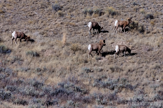 National_Elk_Refuge_Grand_Teton_Wyoming_USA_nature_landscape_Photography_014_Canon_EOS_5D_Mark_IV.JPG