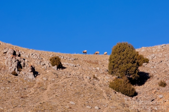 National_Elk_Refuge_Grand_Teton_Wyoming_USA_nature_landscape_Photography_015_Canon_EOS_5D_Mark_IV.JPG